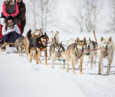 Dog Sleds at Beaver Creek Dog Sleds at Beaver Creek