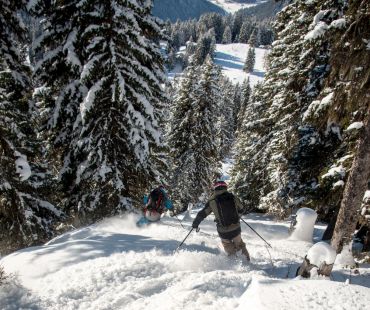 Skiers carving through powdery tree runs Skiers carving through powdery tree runs