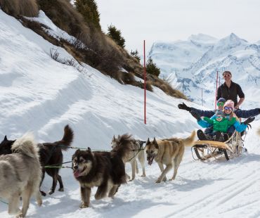 dogs pulling sleds through the snow dogs pulling sleds through the snow
